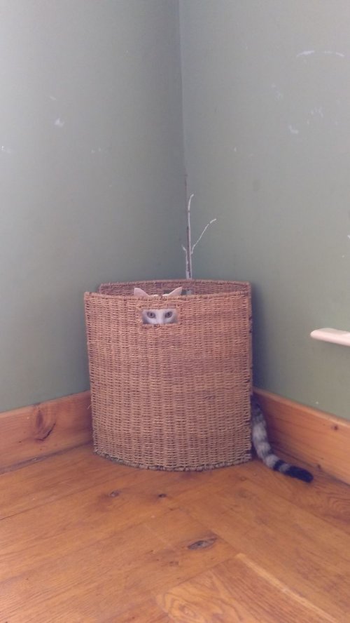 Кошки, которым удобно везде (37 фото)