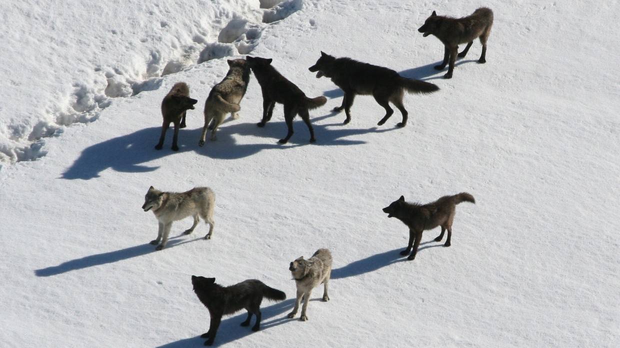 Стая диких волков терроризирует жителей сел в Белгородской области