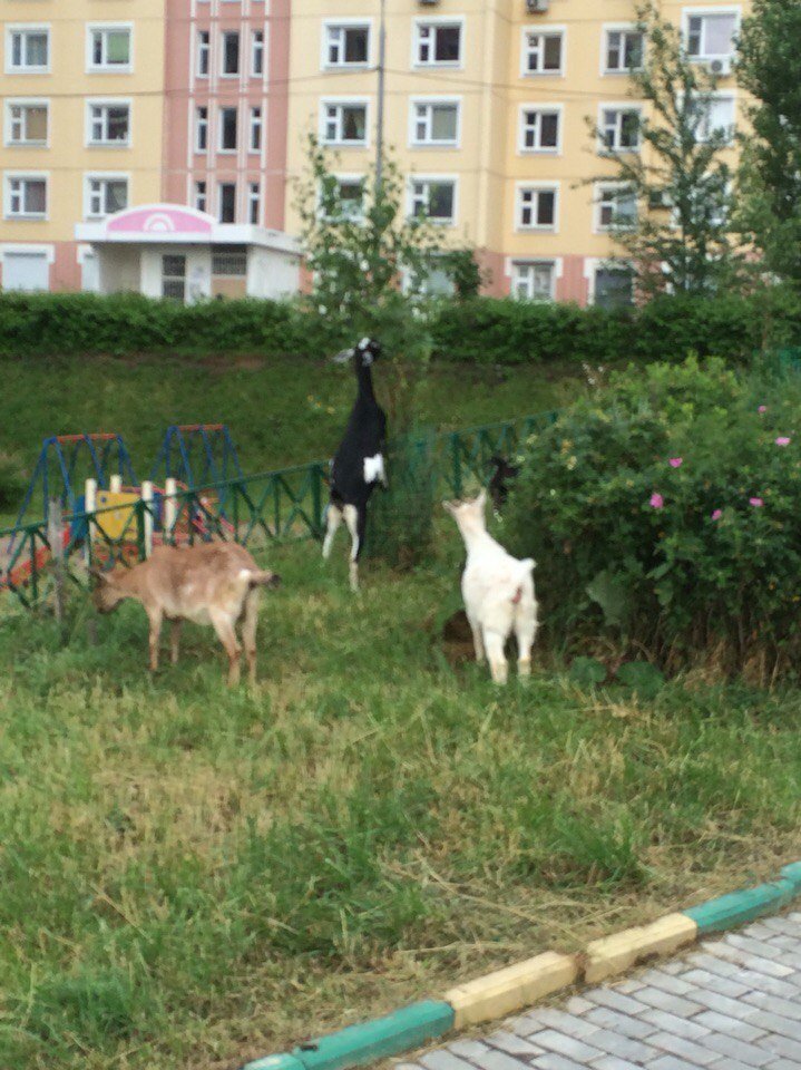 Когда сталкиваются город и деревня: сельская живность на городских улицах город, домашние животные, контраст, село, эстетика