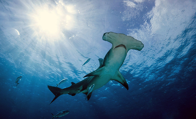 У акул есть жабры, но некоторые из них все равно задерживают дыхание при погружении 