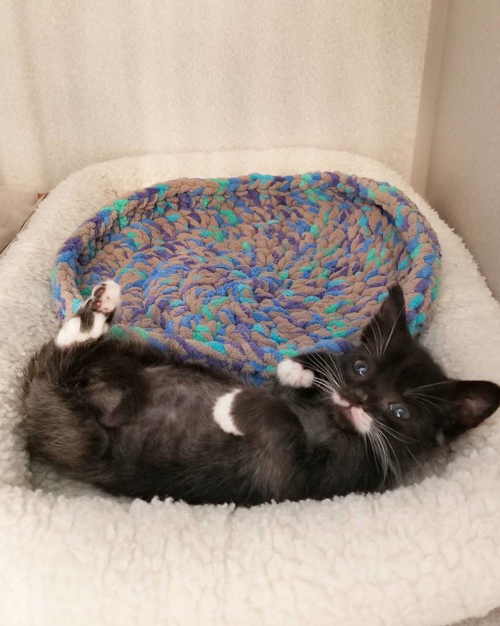 Котёнок размером с суповую ложку решил во что бы то ни стало вырасти большим и сильным Котёнок размером с суповую ложку решил во что бы то ни стало вырасти большим и сильным