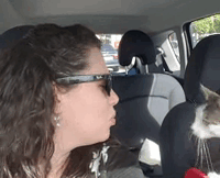 кот благодарит свою спасительницу 