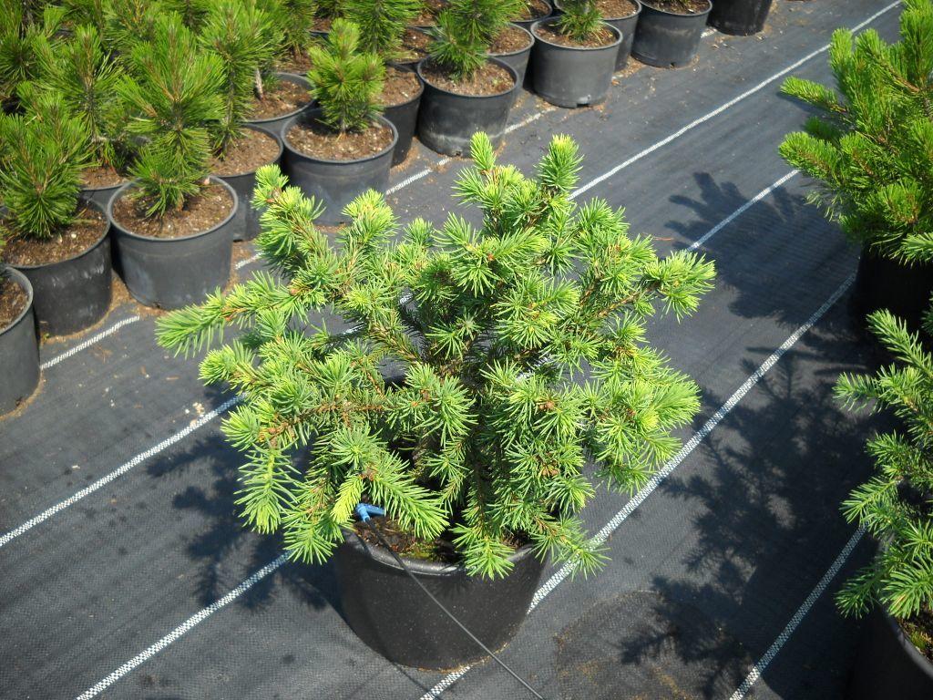 Малая хвойная. Picea Abies Maxwellii. Picea Abies Maxwellii 5/d/i h 30-40. Самые маленькие хвойники. Самое маленькое хвойное дерево.