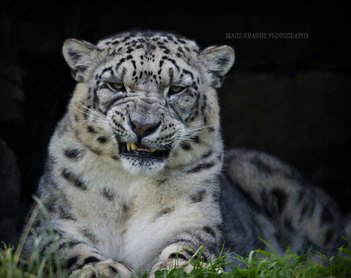 Snow Leopard