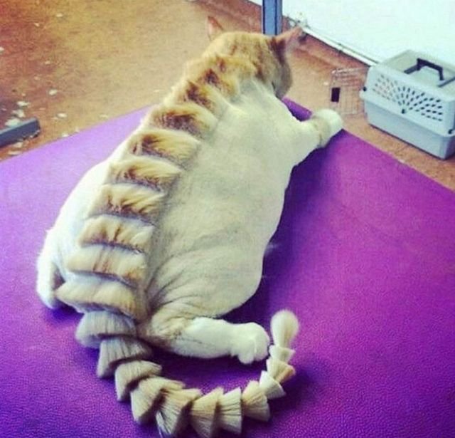 Когда хотел динозавра, но завел кота Когда хотел динозавра, но завел кота