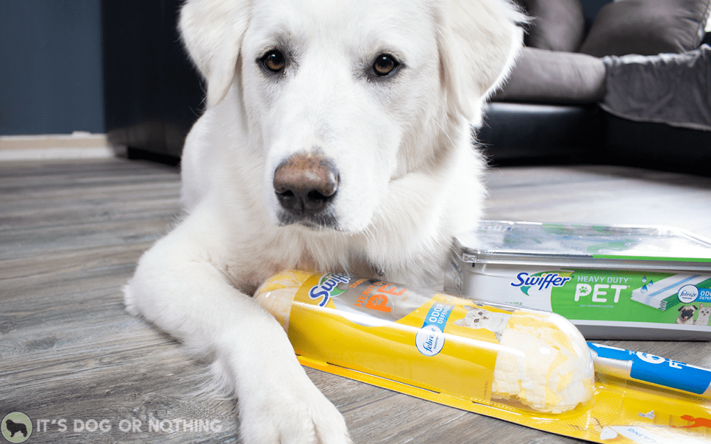 3 Great Pyrenees + 1 cat + PNW weather = disaster. Here's how we stop the shedding from spreading and keep the house (somewhat) presentable.