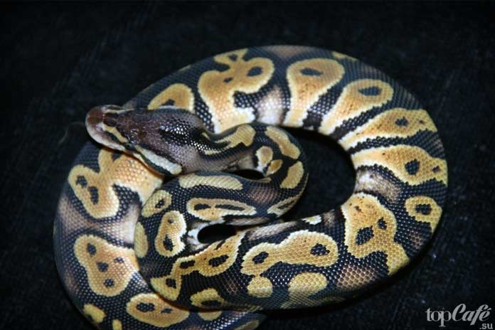 самка питона