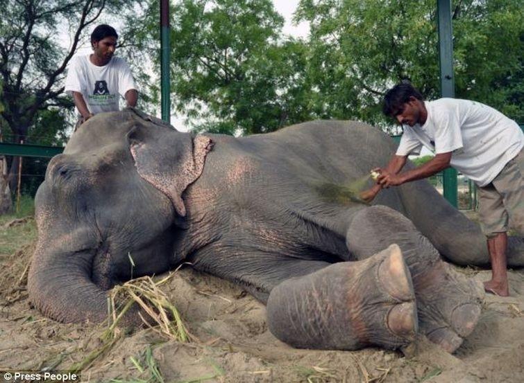 Radga11 Спасение слона, проведшего 50 лет в неволе, который плакал от счастья