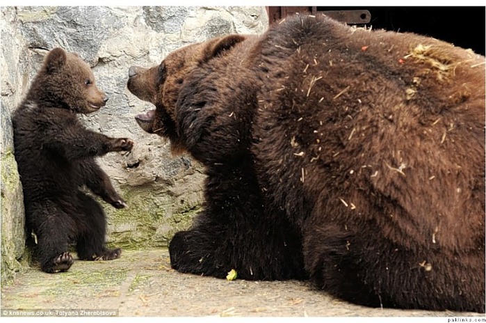 Мама-медведица Воспитание по-медвежьи  2 (700x464, 126Kb)