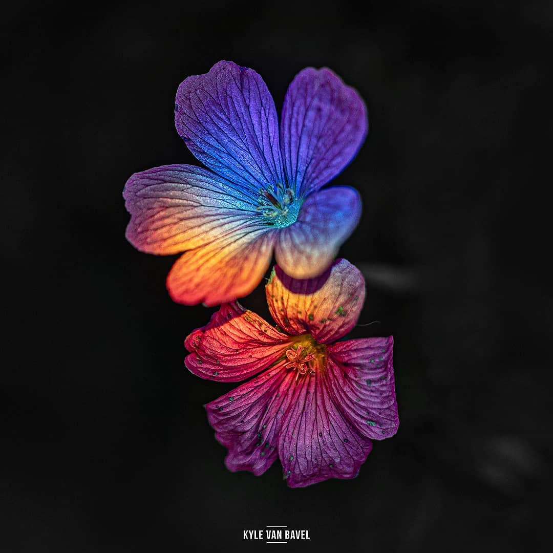 Волшебство макрофотографии 