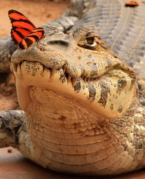 Забавных зверьков вам в ленту! Забавных зверьков вам в ленту!