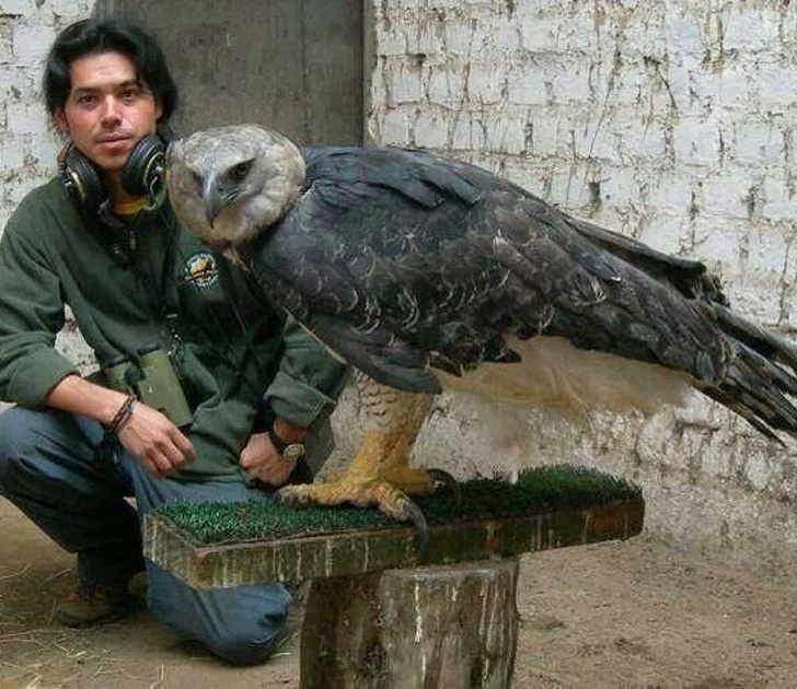 17 животных настолько больших размеров, что в их существование так сразу и не поверишь животные,интересное,рекорды