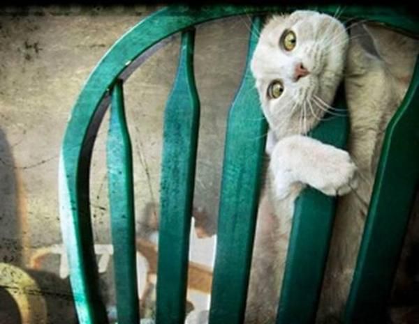 Хозяин, выпусти! 