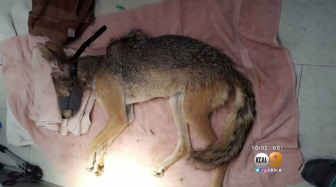 8-Coyote-Rescue-768x429