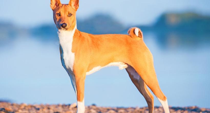 Pictures of basenjis