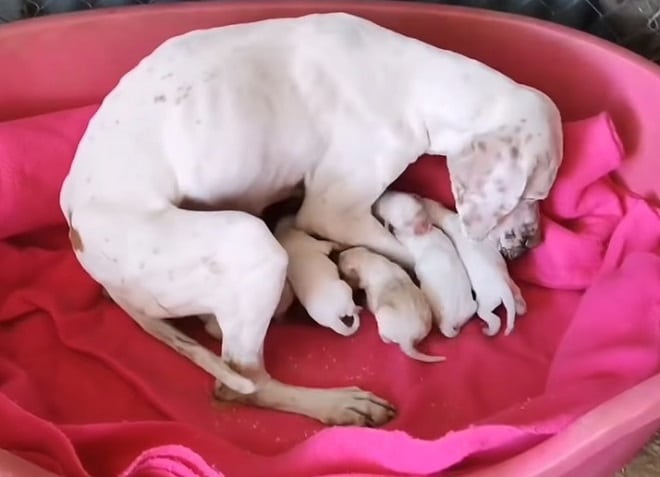 Щенки с мамой