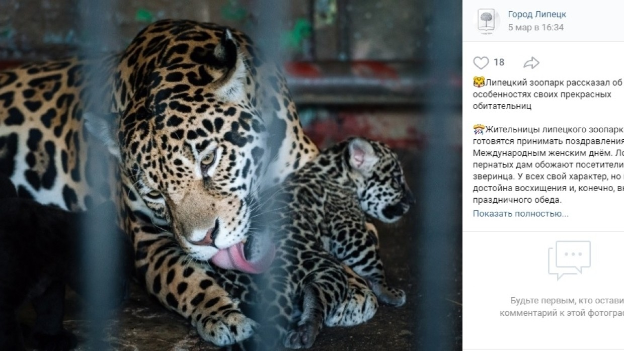 Липецкий зоопарк опубликовал фото самок ягуаров и лам в преддверии 8 Марта