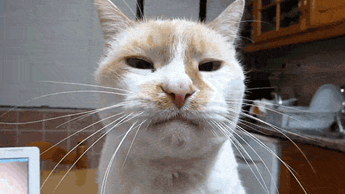 Веселые гифки субботы Веселые гифки субботы прикольные гифки ржака, свежие гифки позитив, смешные гифки