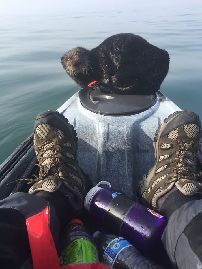 Paddling In The Middle Of Monterey Bay, And This Guy Needed A Break