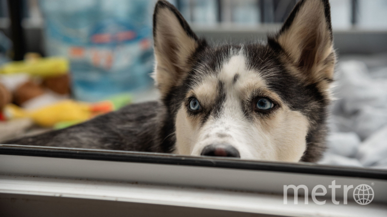 Жители Петербурга хотят ходить с собаками в магазины и кафе