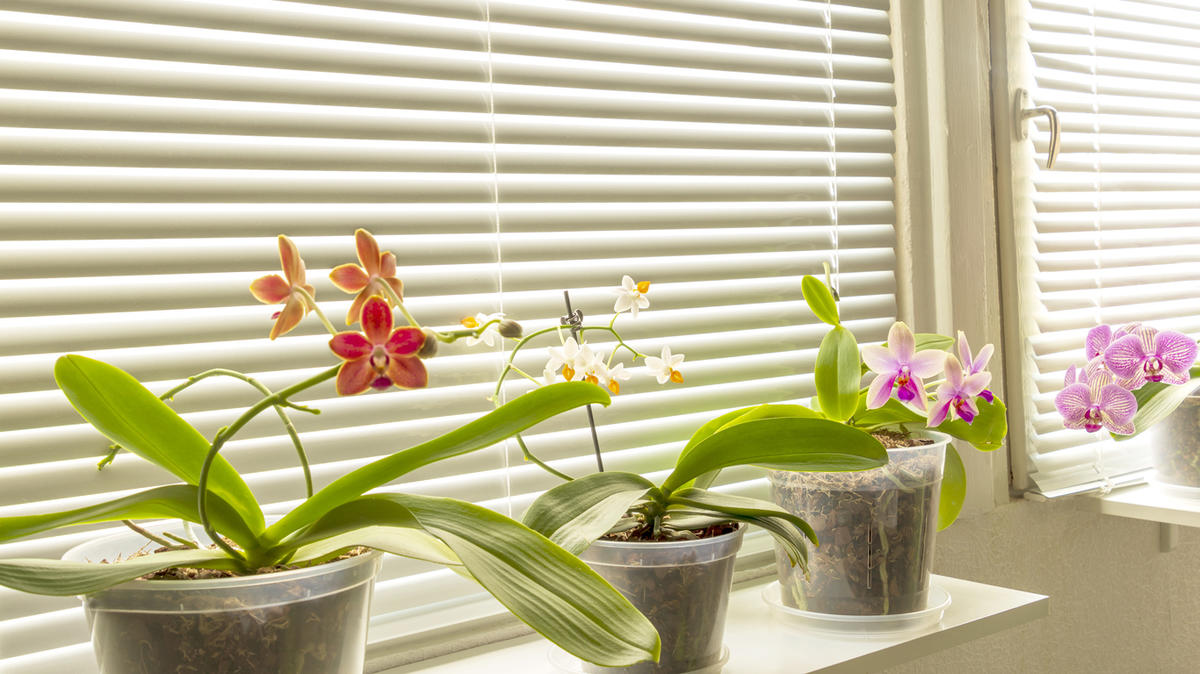 Почему не цветет орхидея: 6 очевидных и неожиданных причин комнатные растения,цветоводство