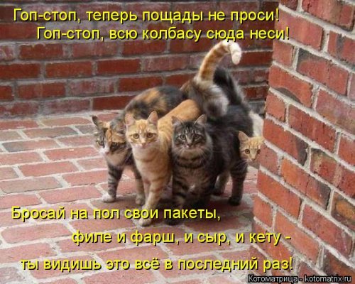 Новая котоматрица для всех (20 шт)