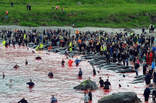 Бойня в Дании дельфинов. «Цивилизованные» европейцы за несколько часов вырезали 1428 дельфинов 09
