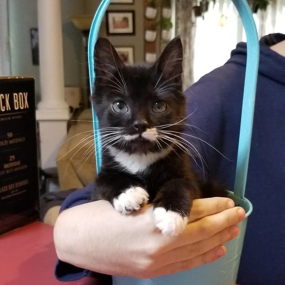 Котёнок размером с суповую ложку решил во что бы то ни стало вырасти большим и сильным Котёнок размером с суповую ложку решил во что бы то ни стало вырасти большим и сильным