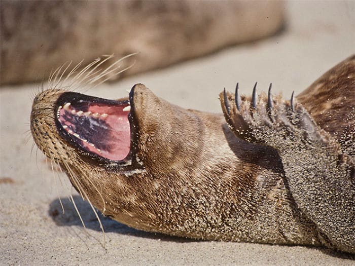 тюлень смеется, лежа на спине на пляже