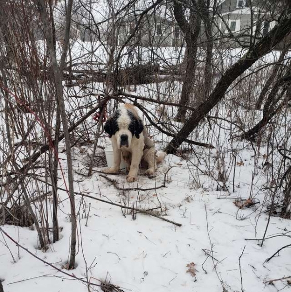Старушка в лесу: собаку нашли привязанной к дереву