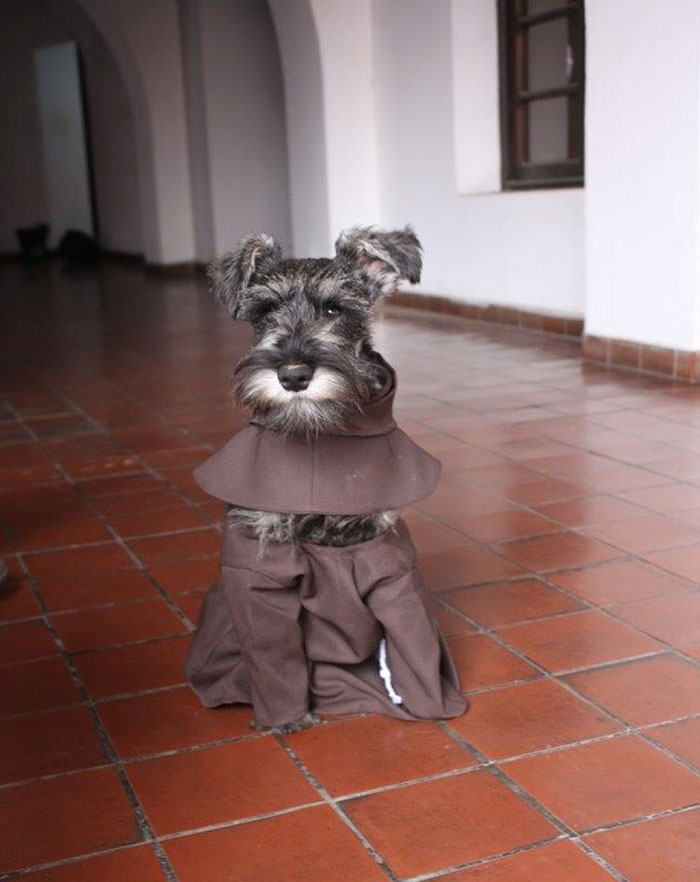 dog-took-silence-schnauzers-010