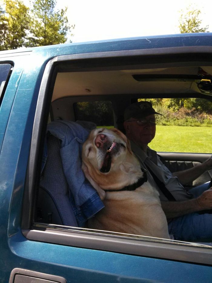 собака улыбается на пассажирском сидении в авто