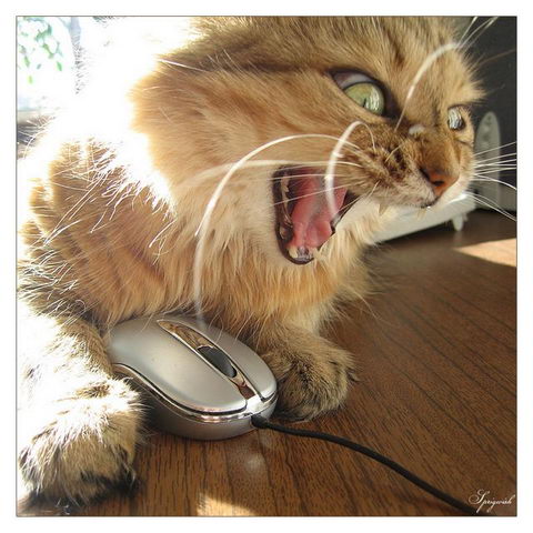 Забавности :) (49 штук)