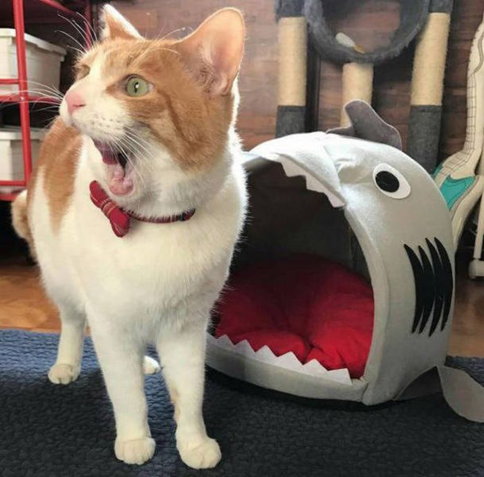 Снимки, сделанные в самый подходящий момент (49 фото)