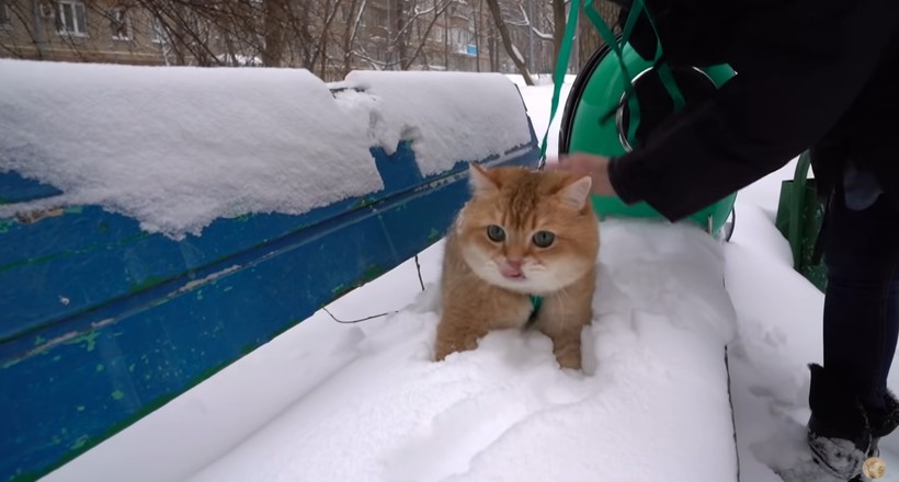 Видео: Кот в первый раз видит снег домашние животные,наши любимцы