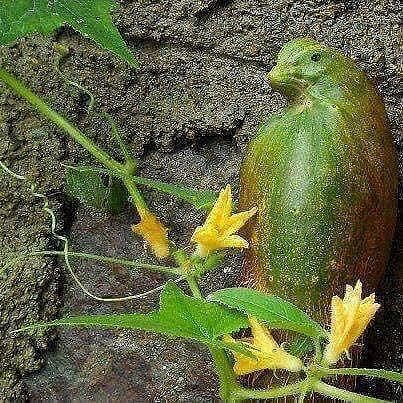 Когда природа тоже любит пошутить Когда природа тоже любит пошутить