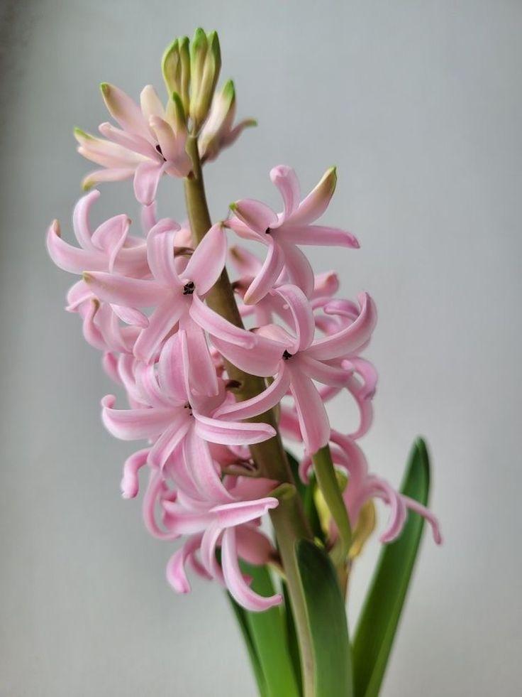 Мимозы, тюльпаны и еще 6 смертельно опасных для кошек цветов кошек, опасны, может, цветы, листья, также, содержат, букеты, судороги, координации, нарушение, очень, части, симптомы, питомцев, цветки, стебли, стоит, марта, рвота