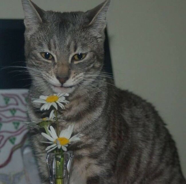 Забавные фотоистории из жизни кошек позитив,Смешные животные