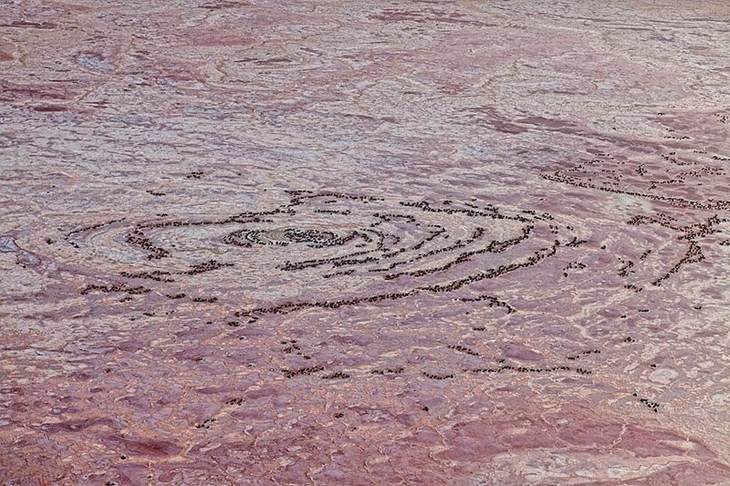 Красное озеро Натрон (Lake Natron)