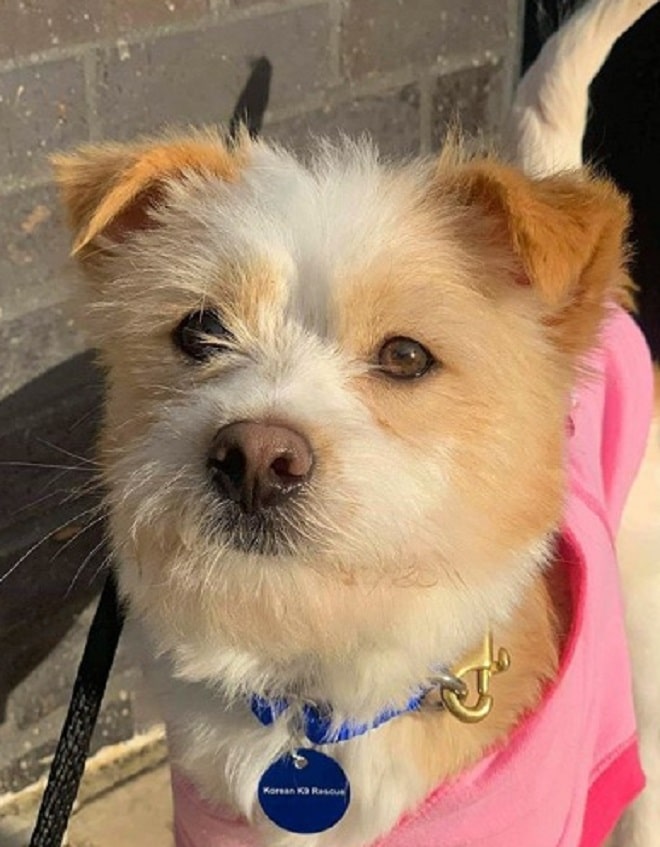 Рыжая собака