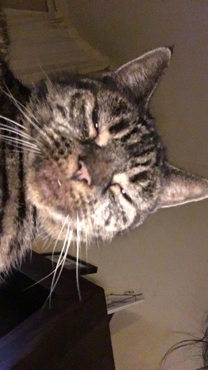 Люди делятся самыми неудачными фотографиями своих питомцев, и это очень смешно Люди делятся самыми неудачными фотографиями своих питомцев, и это очень смешно