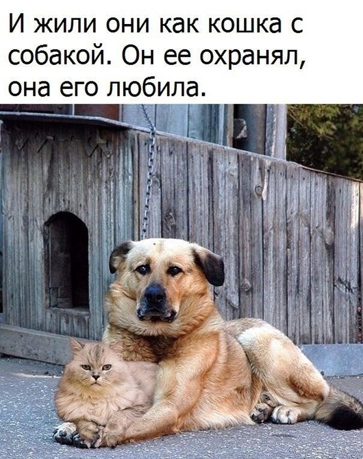 Утро понедельника в животном саду веселые картинки,животные,позитив,Смешные животные