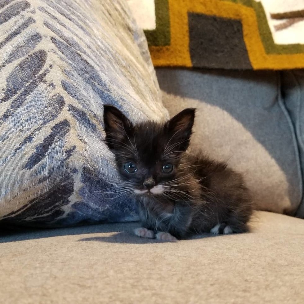 Котёнок размером с суповую ложку решил во что бы то ни стало вырасти большим и сильным Котёнок размером с суповую ложку решил во что бы то ни стало вырасти большим и сильным