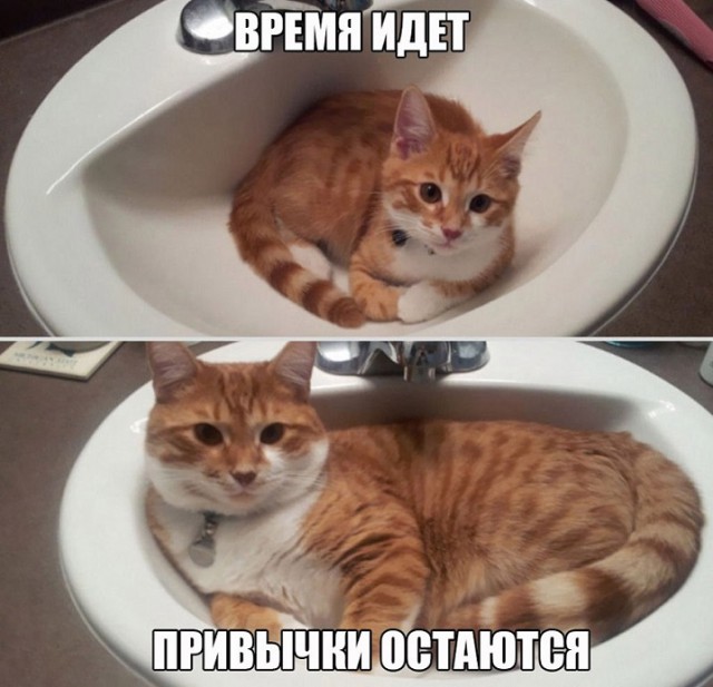 Котяшки? Котейки? Короче про пушистиков