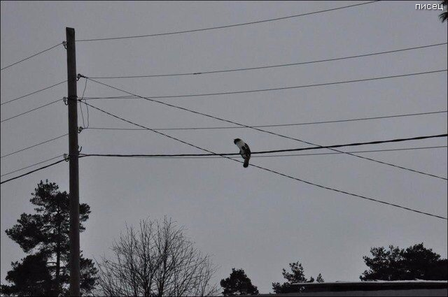 Весенние приколы. Классная ржака! смешные картинки