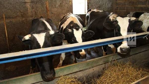 С начала года в Татарстане произведено 711 тыс. тонн молока
