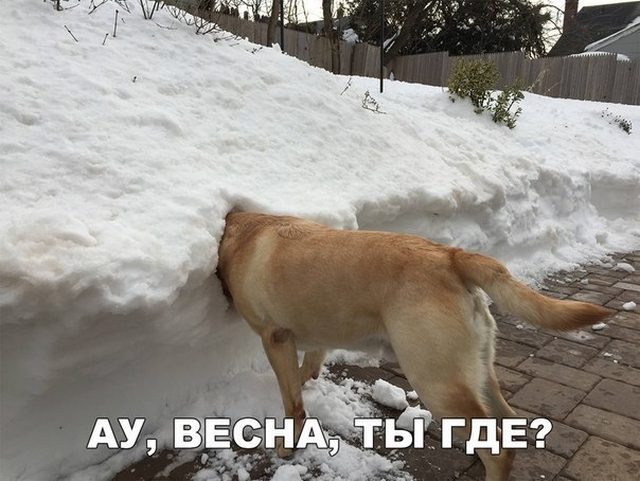 Весенние приколы. Классная ржака! смешные картинки