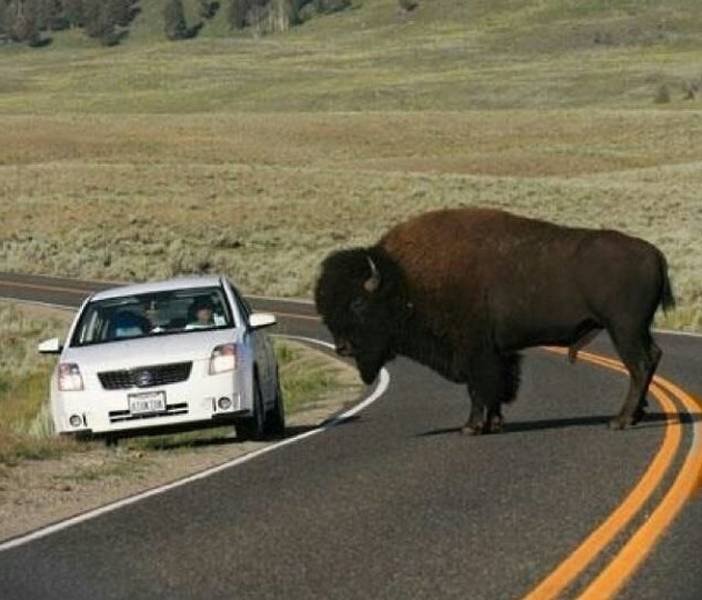 Разные животные невероятных размеров Разные животные невероятных размеров животные,невероятное,природа