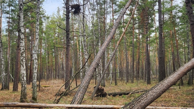 Последствия ветровала / Фото: Алексей Эбель