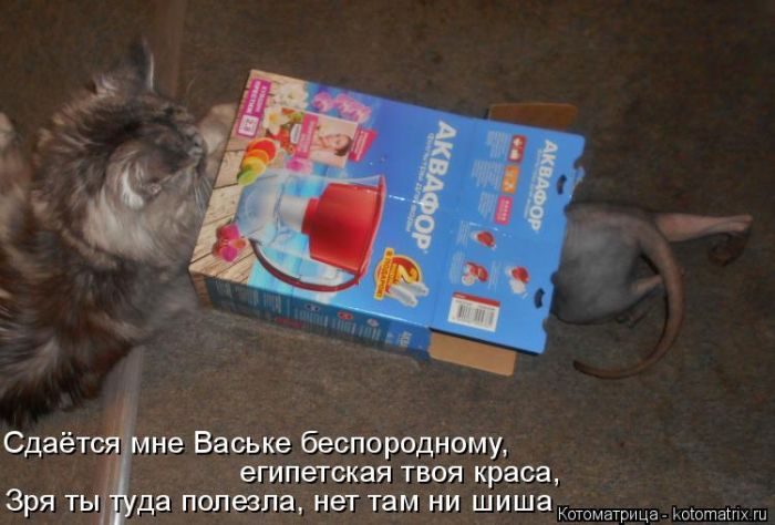 Лучшие котоматрицы за прошедшую неделю